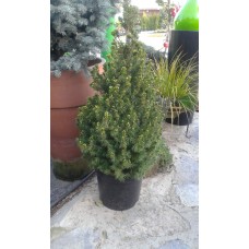 Picea glauca Conica